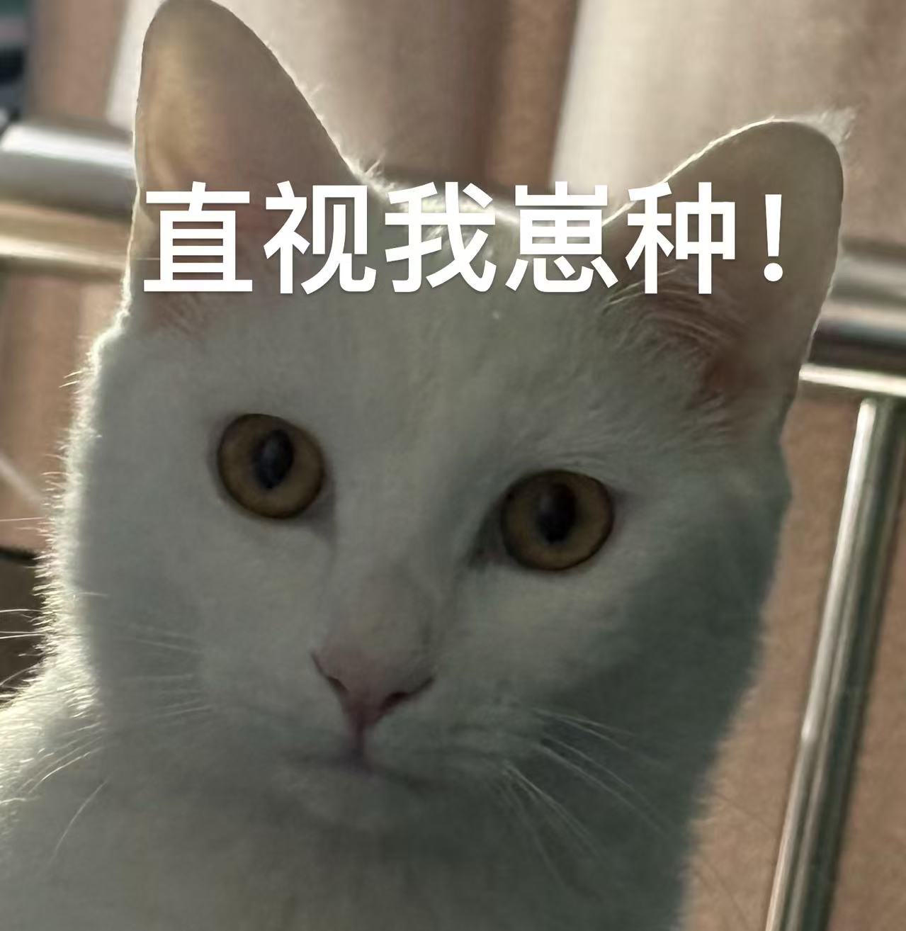 王呱呱的照片